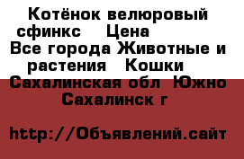 Котёнок велюровый сфинкс. › Цена ­ 15 000 - Все города Животные и растения » Кошки   . Сахалинская обл.,Южно-Сахалинск г.